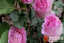 月季秋剪怎么剪(月季秋剪的注意事项)