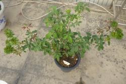 绿萼月季种植经验分享