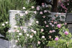 瑞典女王月季适合用来作花墙还是花篱？