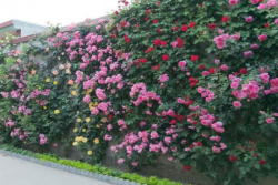 为什么藤本月季价格差别大？