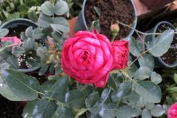 月季伊芙日出的优缺点分析