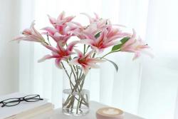 香水百合怎么养