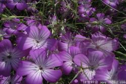 麦仙翁什么时间播种，什么时候开花