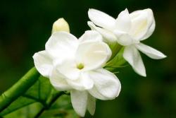 茉莉月季种植经验分享