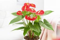 一帆风顺花的花语和寓意