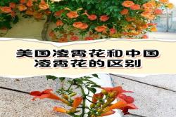 中国凌霄花与美国凌霄花有什么区别?