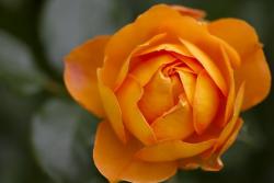蜂蜜焦糖、夏洛特夫人和玛格丽特王妃的区别