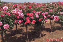 4公分树状月季价格到底是多少, 产地4公分树状月季价格