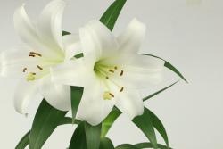 百合花的花语和象征寓意(不同颜色百合花的花语)