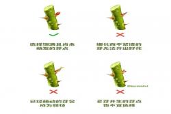 月季冬剪通用基本原则(图文教程)