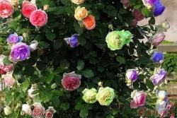 真的有七彩玫瑰这个月季品种吗？有关于的七彩玫瑰的传说