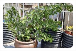 黄金庆典种植小记