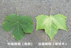 法国梧桐和中国梧桐的区别