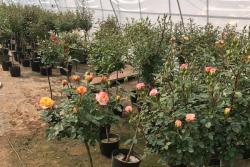 南阳月季花树的价格,批发月季花树苗的价格