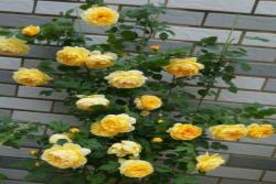 黄金庆典一年开几次花