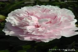 5月花神是芍药,别再只知道月季了！