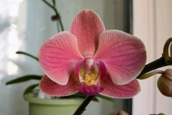 蝴蝶兰的花语和寓意