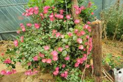 安吉拉月季苗价格,安吉拉月季苗批发价格