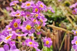 樱花草的花语是什么