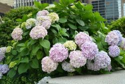 绣球花冬天能放在室外过冬吗