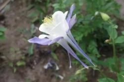冬季里最耐寒的15种花卉都有哪些