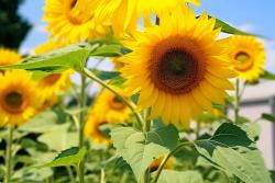 向日葵的花语是什么