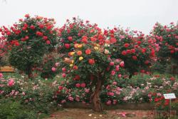 10公分树状月季价格,高贵典雅的古桩月季,你值得拥有！