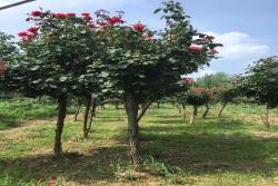 6厘米的树状月季多少钱一棵