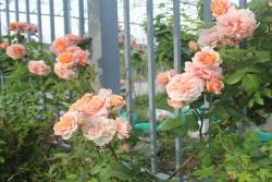春天月季萌发新芽时如何养护