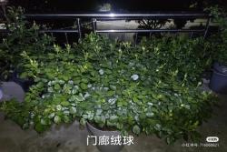 盆栽月季花爆花养护攻略(养眼的花苞图赏)