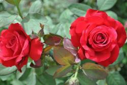 大花月季盆栽苗1.2-1.8元一棵，大量供应