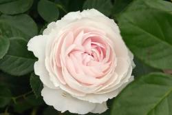 月季养护指南｜从“药罐子”到开花机器的逆袭