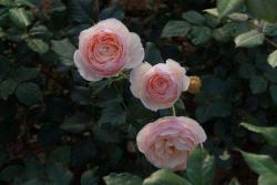 浓香的藤本月季品种推荐