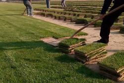 多年生黑麦草多少天可以成坪