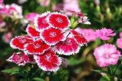 冬季里最耐寒的15种花卉都有哪些