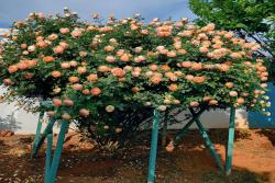 夏洛特夫人灌木养护指南