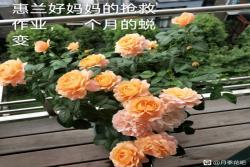花友春花抢救案例（果汁阳台1个月的蜕变）