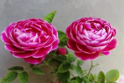 玛丽玫瑰月季的优缺点分析