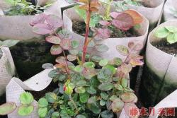 关于月季小苗价格，你知道多少？