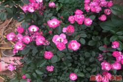 藤本月季价格和哪些因素有关