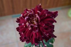 墨菊是什么颜色,有哪些品种