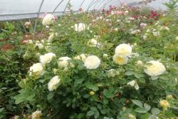 欧洲品种月季大苗的价格,月季大苗的价格