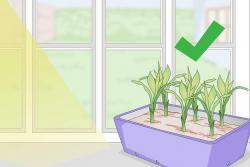 富贵竹养殖方法(水培)