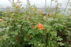 2米的藤本月季苗价格,藤本月季苗价格批发