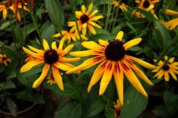 黑心菊每平方种植多少棵