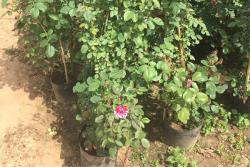 三年月季花苗批发价格,月季花苗批发价格行情