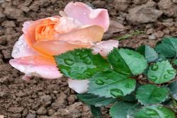 月季可不可以淋雨？