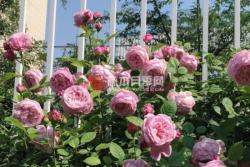 自由精神一年开几次花