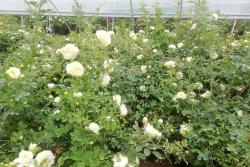 3年生藤本月季大苗的价格,藤本月季大苗价格