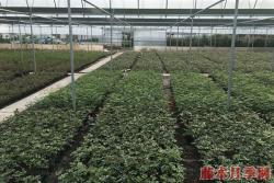 月季苗价格，月季苗的价格是多少？